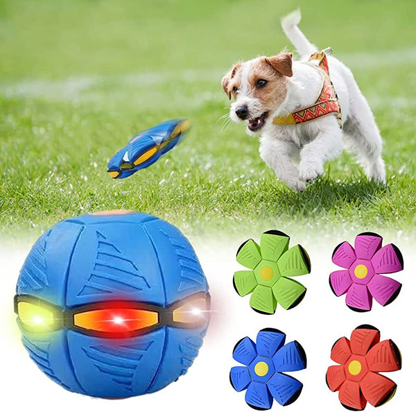 Dog Frisbee from Quokko